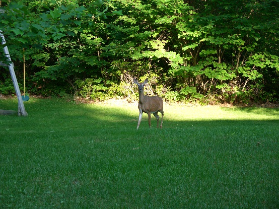 deer